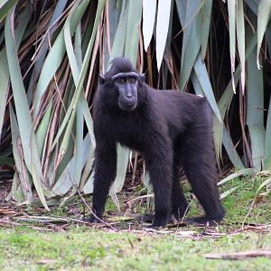Sulawesi crested black macaque (Macaca nigra); 30th December 2018