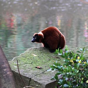 Red ruffed lemur (Varecia rubra); 30th December 2018