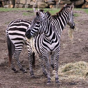 Grant's zebras (Equus quagga boehmi); 30th December 2018
