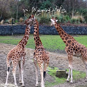 Rothschild's giraffes (Giraffa camelopardalis rothschildsi); 30th December 2018