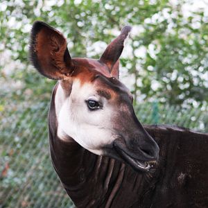 Okapi (Okapia johnstoni); 30th December 2018