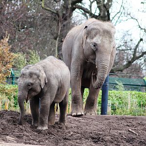 Asian elephants (Elephas maximus); 30th December 2018