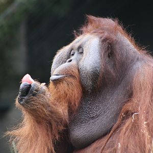 Sibu the Bornean orangutan (Pongo pygmaeus); 30th December 2018