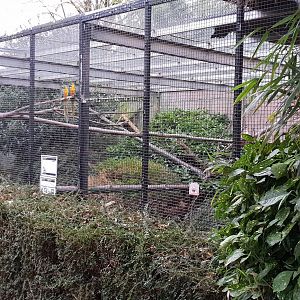 Out-door enclosure Squirrel monkey and Macaw