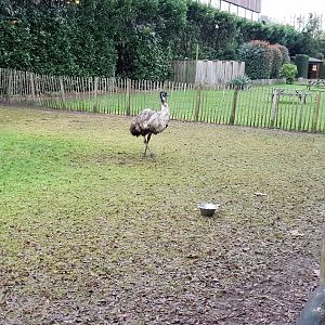 Emu enclosure