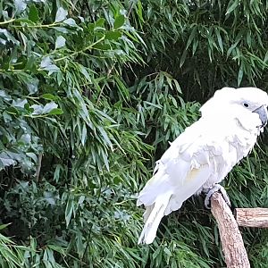 White cockatoo