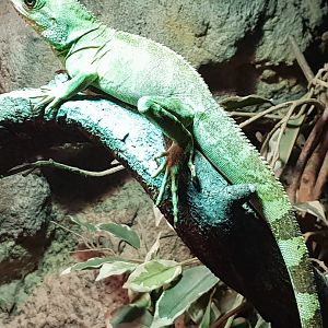 Green water dragon - female