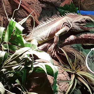 Green water dragon - male