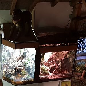 Lizard-enclosures ( and Mandril )