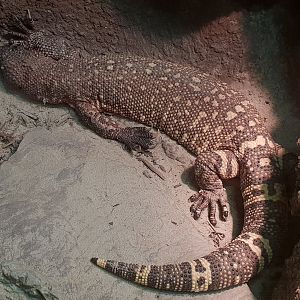 Beaded lizard