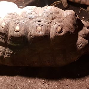 Geochelone carbonaria