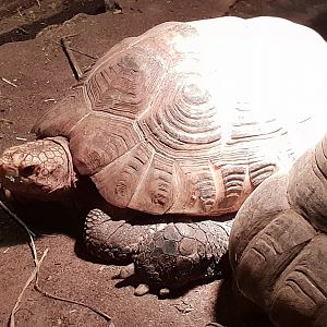 Indotestudo elongata