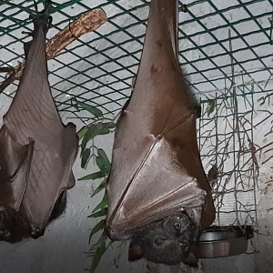 Large fruitbats