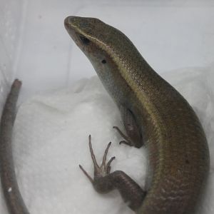 Mabuya multifasciata