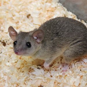 Gray short-tailed opposum