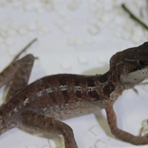 Young Basiliscus species