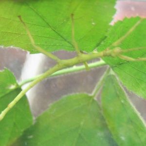 Diapherodes giganteus nimph