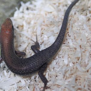 Skink ID