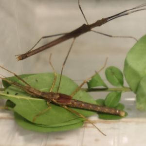 Pseudophasma unicolor