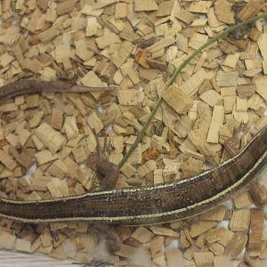 Gerrhosaurus flavigularis