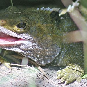 Brothers Island Tuatara