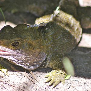 Brothers Island Tuatara