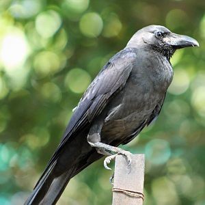 Burmese House Crow (Corvus splendens insolens)
