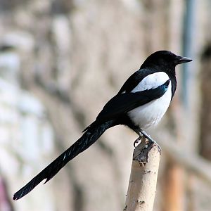 Himalayan Magpie (Pica pica bactrianus)
