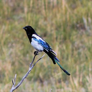 Mongolian Magpie (Pica pica leucoptera)