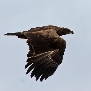 Golden Eagle (Aquila chrysaetos daphanea)