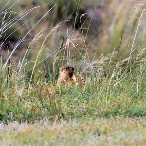 Siberian Marmot (Marmota sibirica sibirica)