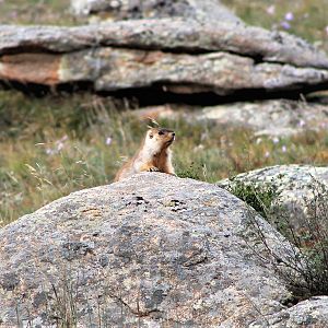 Siberian Marmot (Marmota sibirica sibirica)