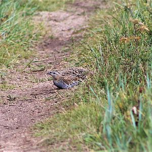 Daurian Partridge (Perdix dauurica)