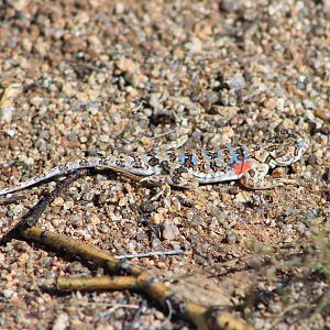 Toad-headed Agama (Phrynocephalus versicolor)
