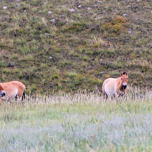 Przewalski's Horses (Equus ferus przewalskii)
