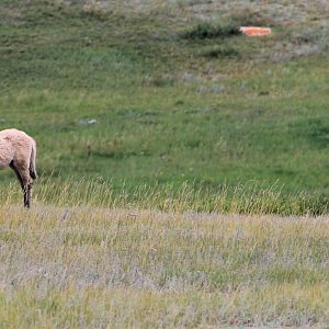 Przewalski's Horses (Equus ferus przewalskii)