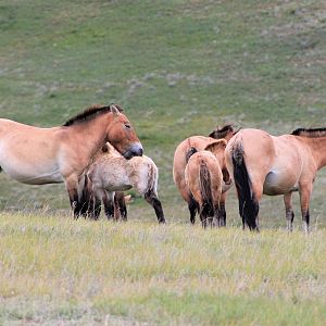 Przewalski's Horses (Equus ferus przewalskii)