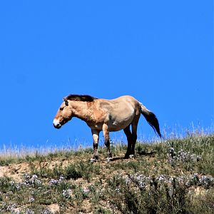Przewalski's Horse (Equus ferus przewalskii)