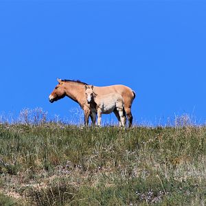 Przewalski's Horses (Equus ferus przewalskii)