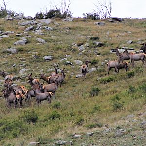 Mongolian Red Deer (Cervus canadensis sibiricus)