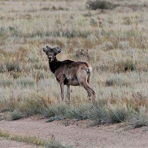 Argali (Ovis ammon darwini)