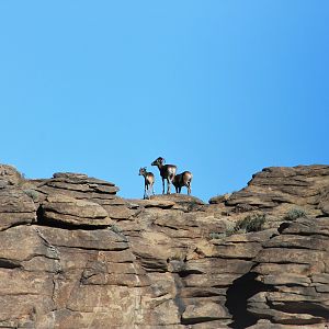 Argali (Ovis ammon darwini)