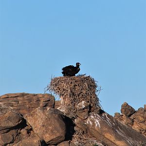Cinereous Vulture chick (Aegypius monachus)