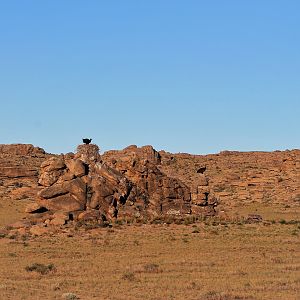 Cinereous Vulture nest site (Aegypius monachus)