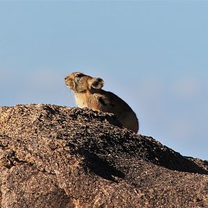 Pallas' Pika (Ochotona pallasii)