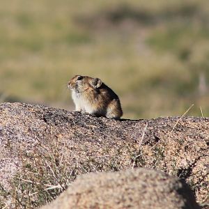 Pallas' Pika (Ochotona pallasii)