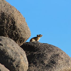Pallas' Pika (Ochotona pallasii)