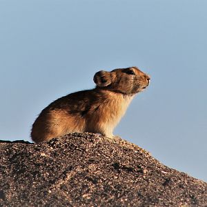 Pallas' Pika (Ochotona pallasii)