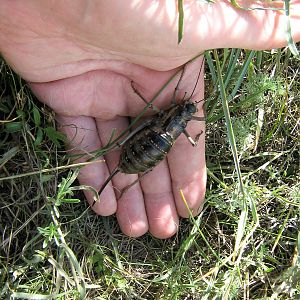 Giant flightless cricket
