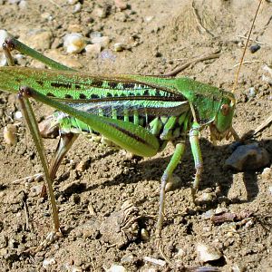 grasshopper laying eggs into the sand
